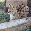 Serval