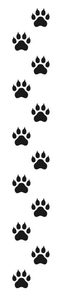 Patte chien
