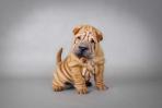 Sharpei